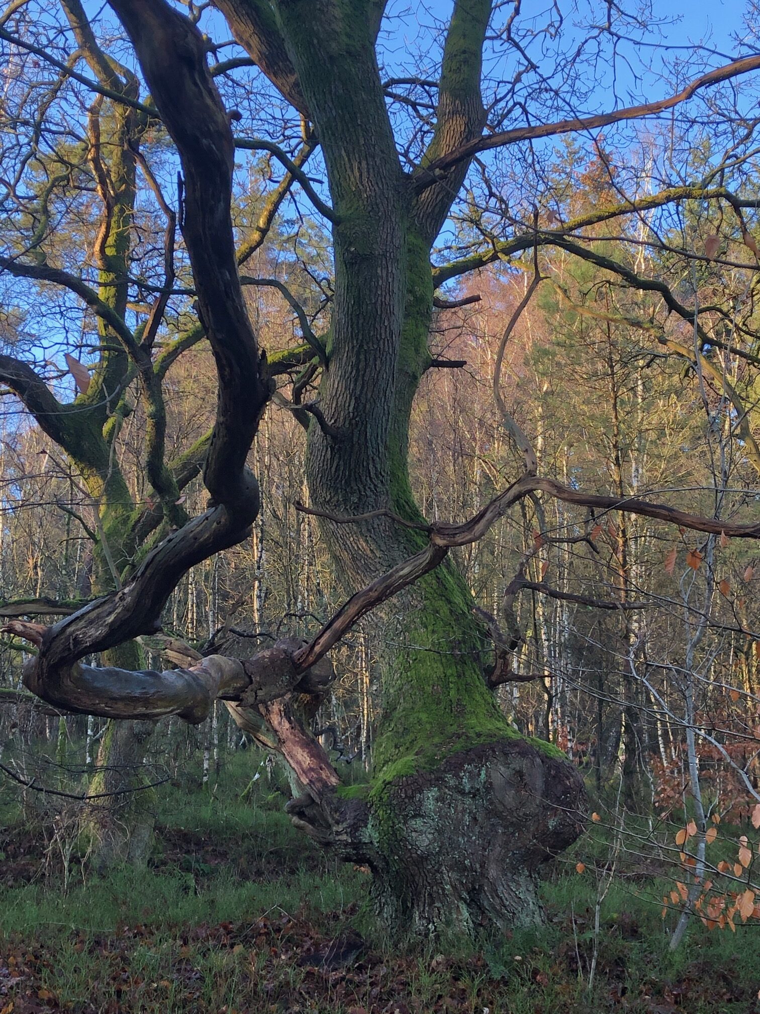 Ab in den Urwald – in Tönsheide!?